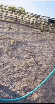 “墙上的是啥蛋蛋，碰掉了会有麻烦吗？”评论区长见识了...