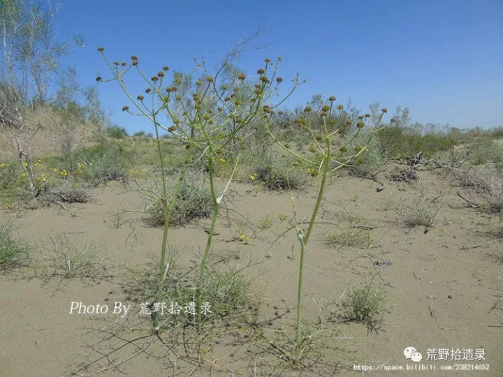 荒野拾遗录,荒野拾遗录完整