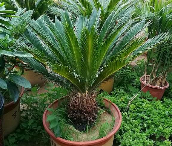 铁树怎么养护才不会黄叶子,养铁树有3个小技巧