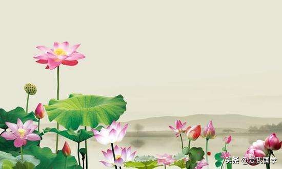 古今有关咏莲的诗词名句,咏莲的诗句唯美