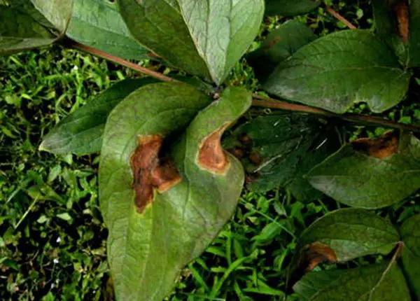 牡丹病最佳治疗方法,牡丹鹦鹉的病害和治疗方法