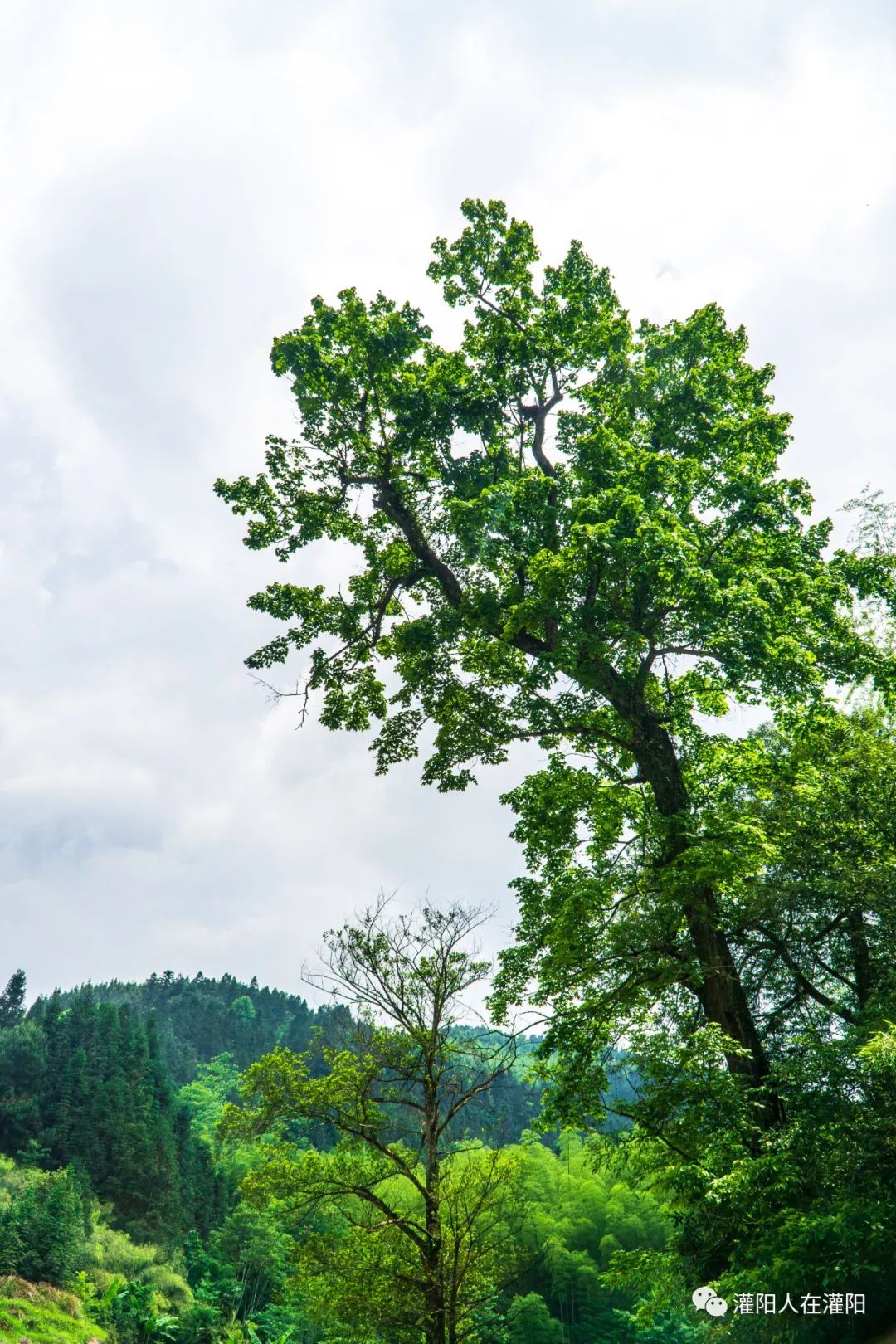 山上有个很大的石碑,桂林灌阳大石头
