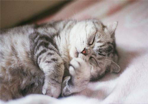 中暑猫咪,预防猫咪中暑的方法