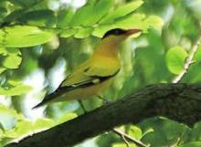 椋鸟怎么喂才能活下来,黄鹂鸟的驯养