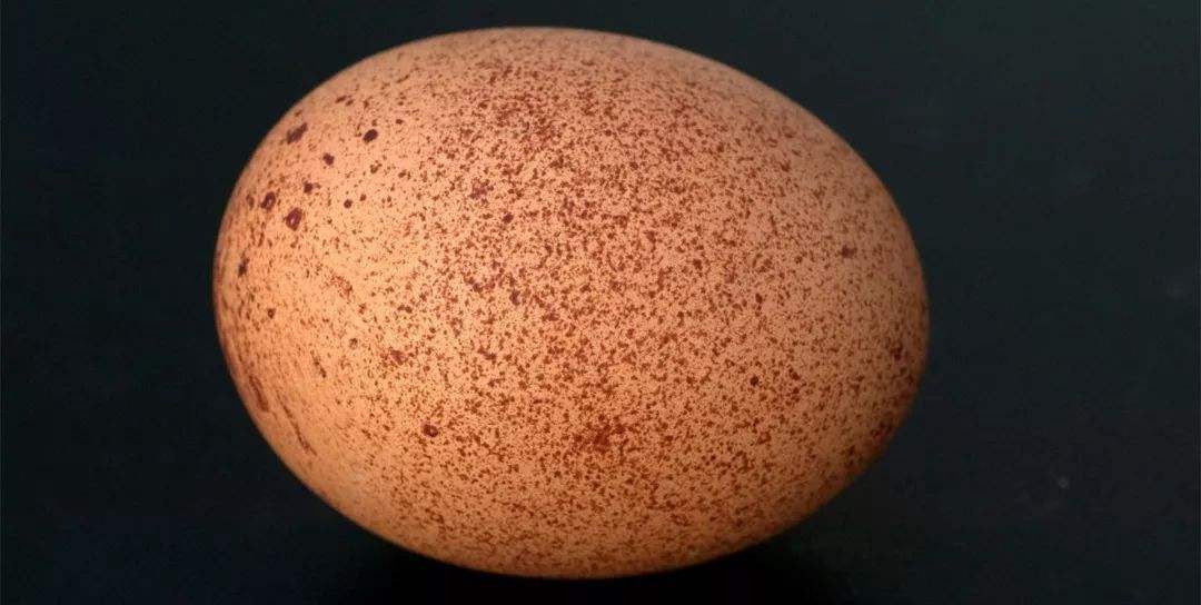 辅食蛋黄补铁吗,宝宝吃蛋黄好不好吸收