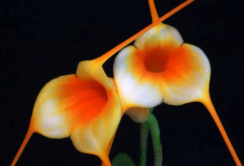 奇花异草大全罕见图文,极其罕见的奇花异草