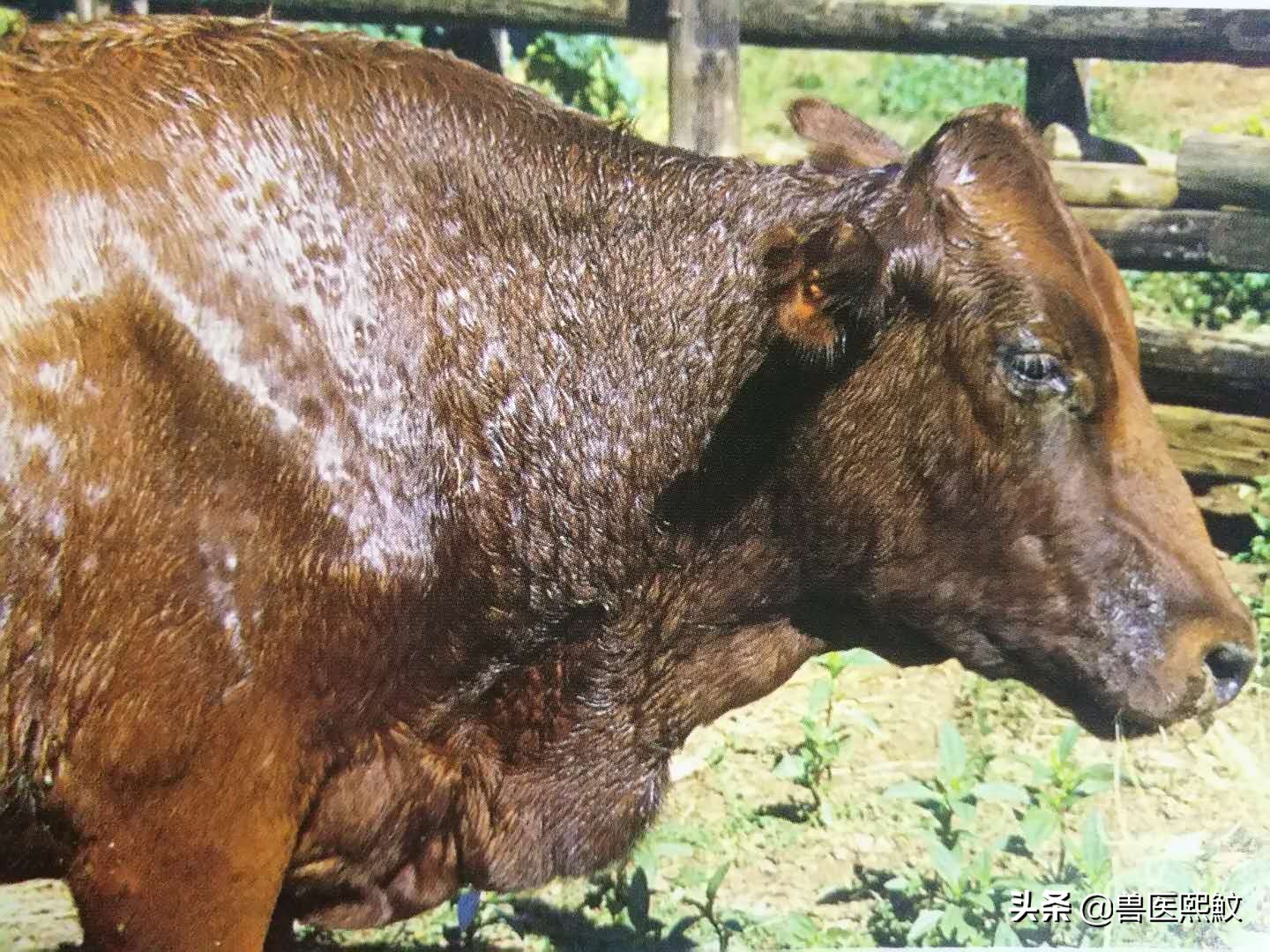 牛结节性皮肤病哪里出现,牛结节性皮肤病传播方式