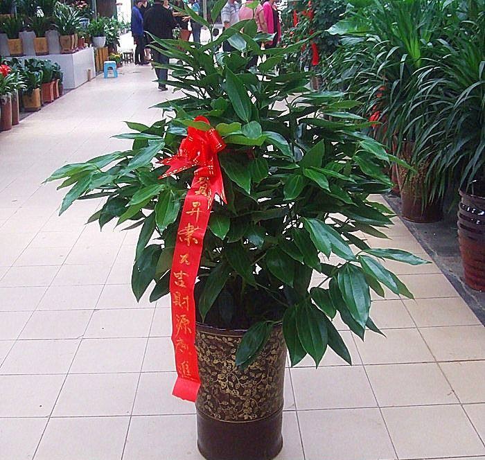 30种耐晒植物室内盆栽,十大室外盆栽最好养活的花