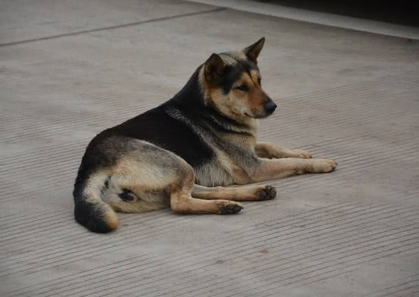 狗翻肠有什么说法,狗翻肠什么意思