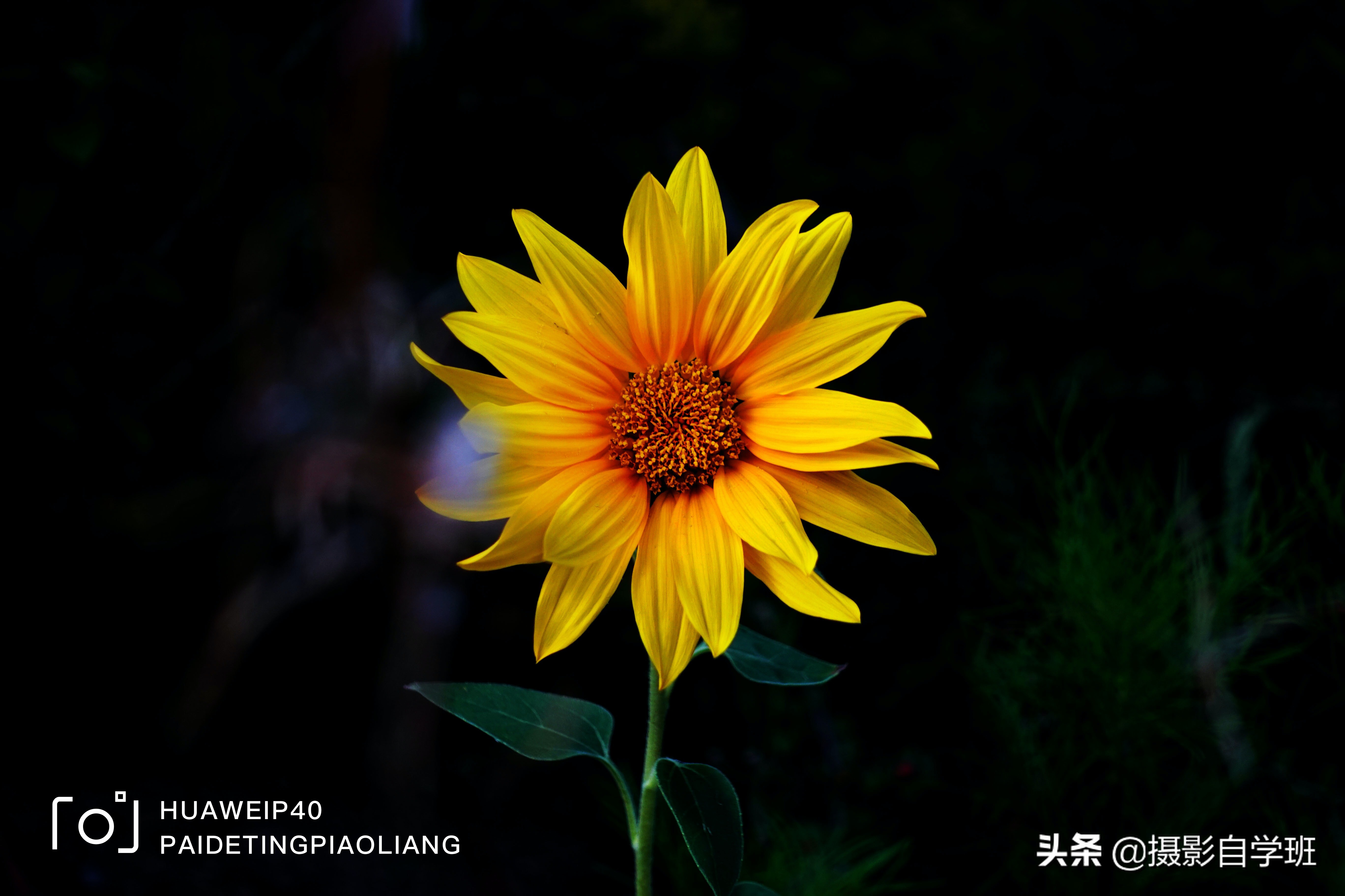 华为nova8照片时间水印怎么设置,华为p40pro拍照怎么设置时间水印