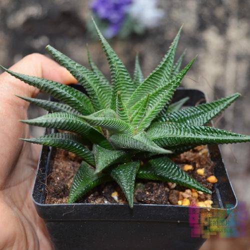 1000种多肉植物图鉴大全大图,景天科1000种多肉植物图鉴