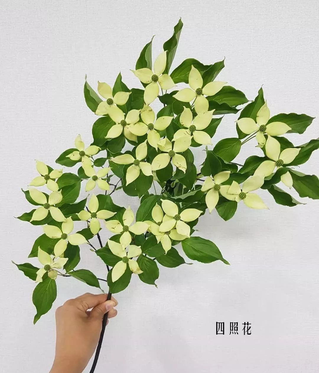 花店里同款的两种不同价格的花材,花店最容易被顾客误解的几种花材