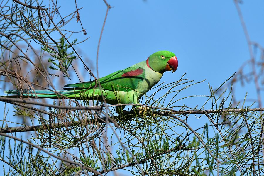 亚历山大鹦鹉的说话视频,亚历山大鹦鹉平时怎么喂养视频