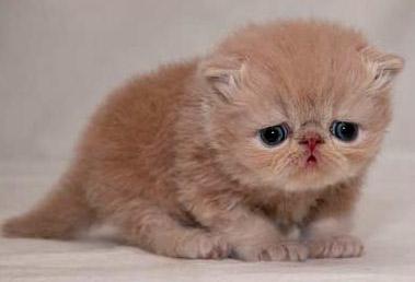 加菲猫有什么毛色,加菲猫有哪些毛色