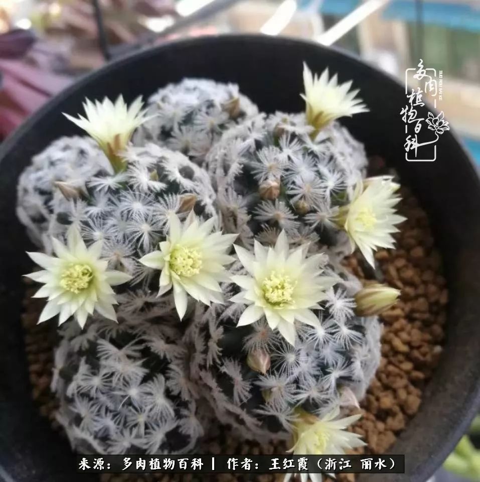 仙人球春天露养条件,仙人球露养条件