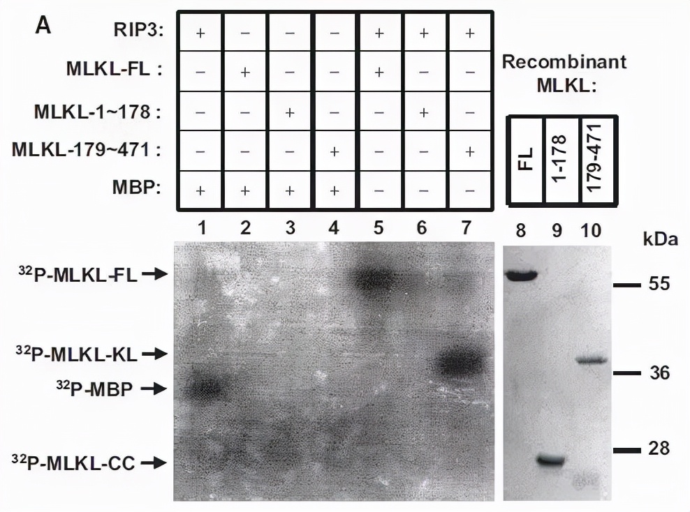 跟大牛学习,跟大牛学什么技术好