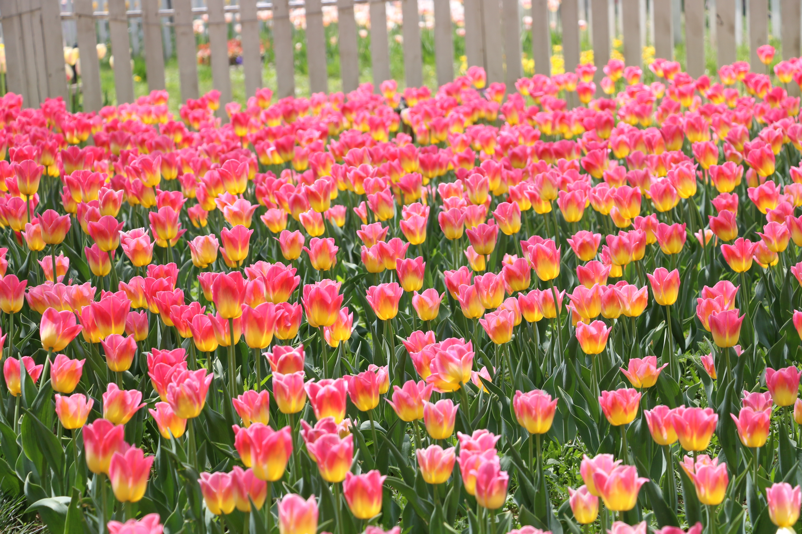 游北京国际鲜花港体会,游北京国际鲜花港需要多长时间