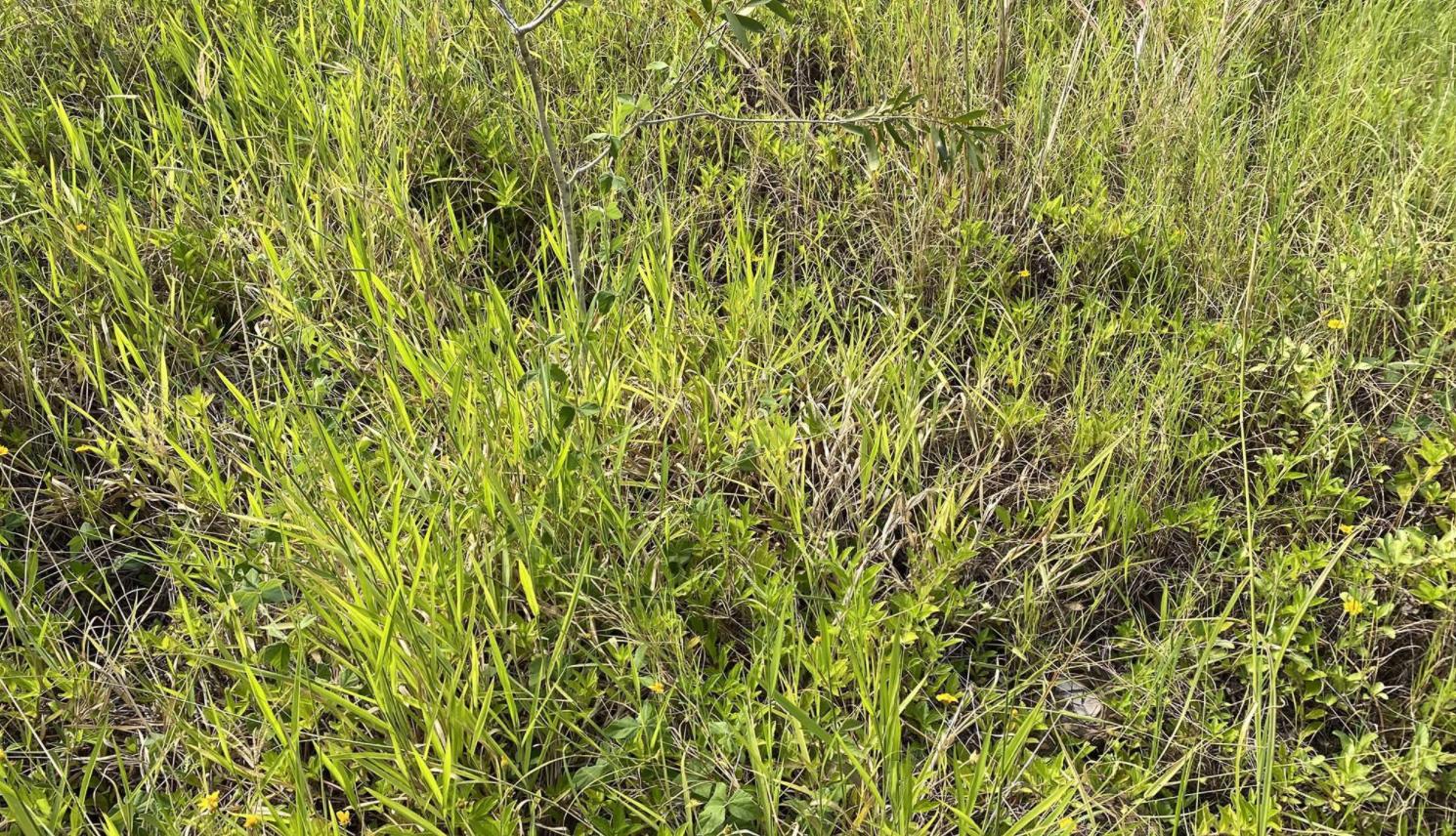 蛇会报复和记仇吗,人打蛇蛇会反击吗