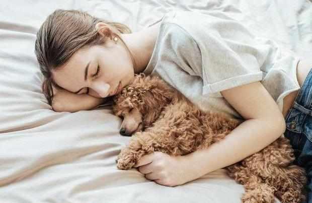 泰迪犬为啥不建议新手养,养泰迪犬要准备什么要注意什么