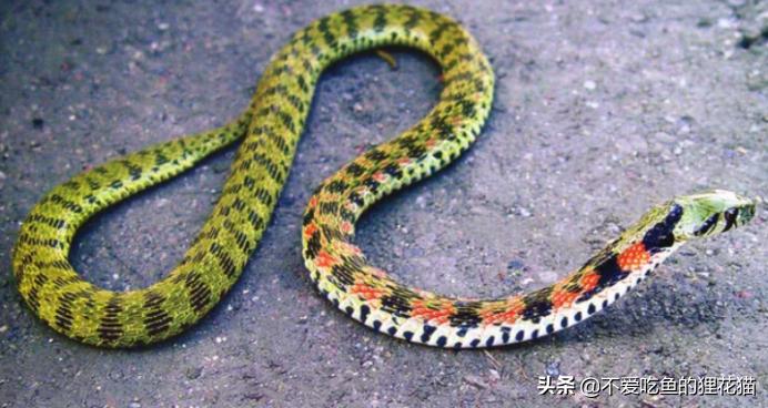 带你认识我国分布的劲槽蛇属蛇类，虎斑颈槽蛇遍布祖国大江南北