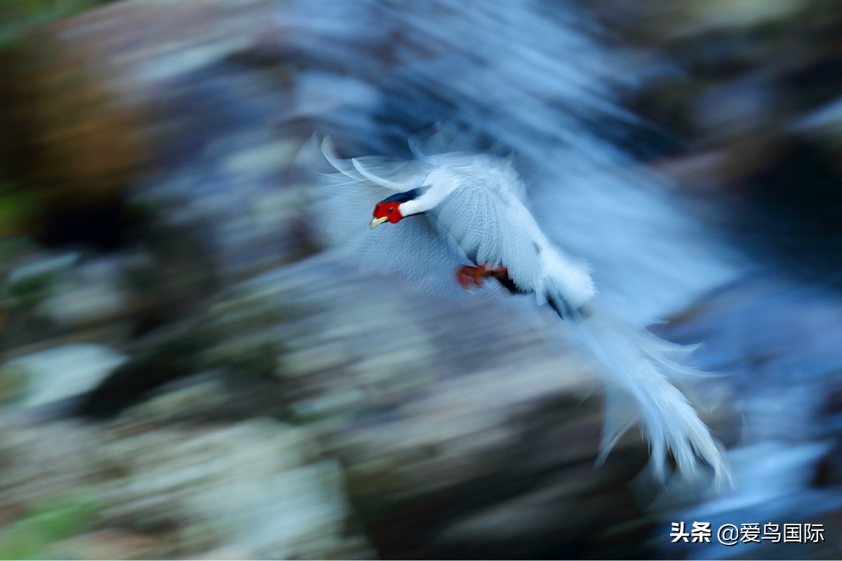 观鸟作品,观鸟优秀作品