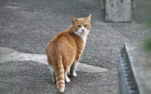 流浪猫百分之90都熬不过冬季,喂养流浪猫时流浪猫害怕怎么办