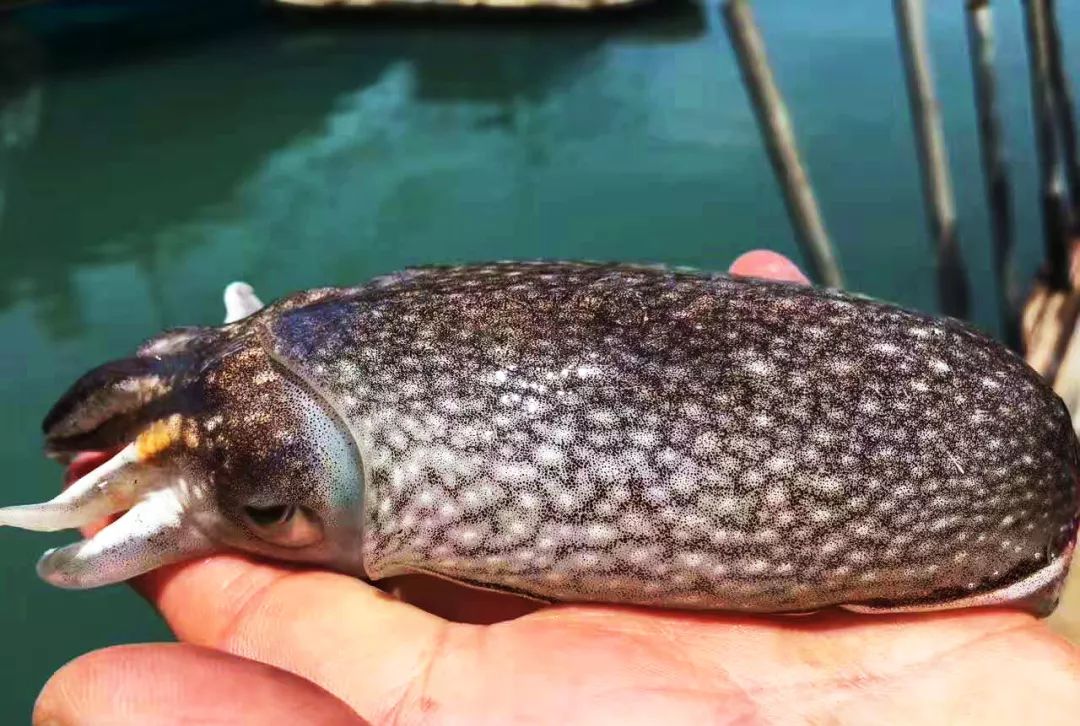 告别北上广：女白领朋友圈直播捕鱼，看了才知道什么是硬核海鲜