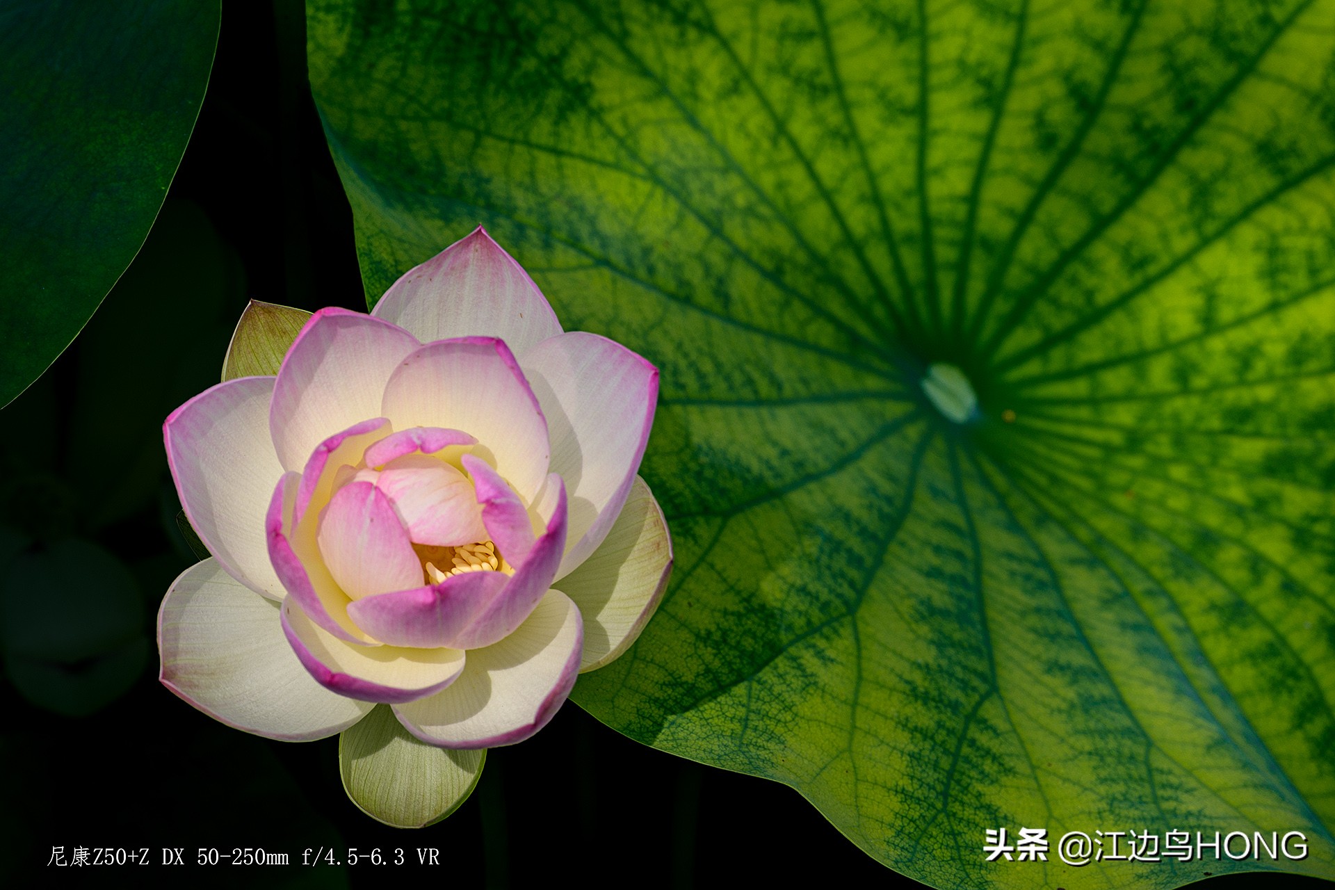 尼康z50双头套机价格,尼康z套机最低价7849