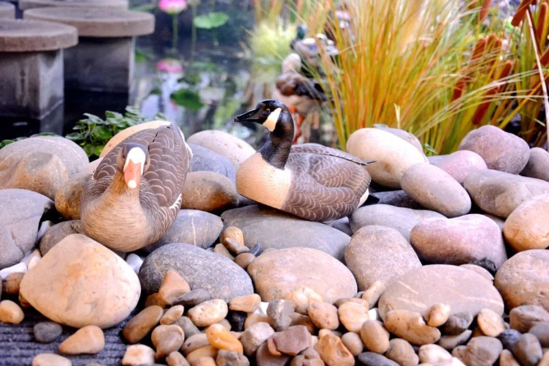 瞒不住了，孙悟空来聊城了，还带着“花果山”