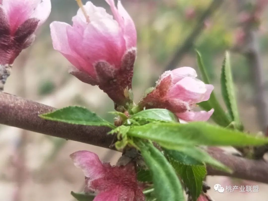 桃树幼果期是防治病虫害最重要的时期