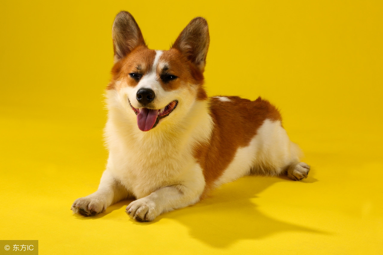 怎样判断狗狗体内寄生虫,几个小技巧看出狗狗有没有寄生虫