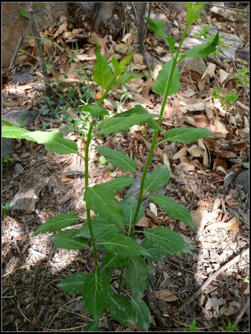 沙参是什么科植物,沙参是什么种形态