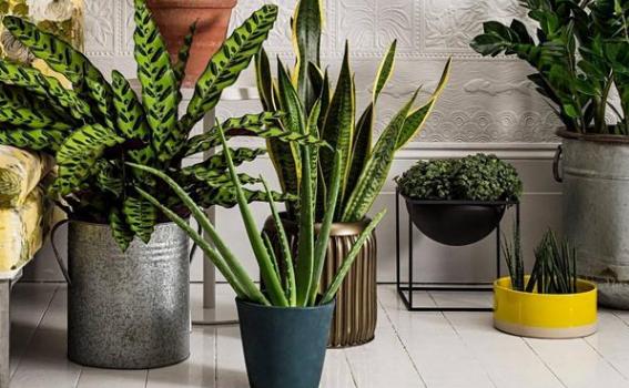 所有过期药片都能养花吗,药片过期还有效吗