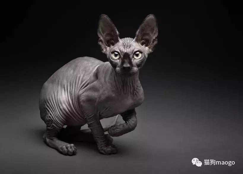 无毛猫斯芬克斯也很可爱,斯芬克斯无毛猫往你身上蹭的原因