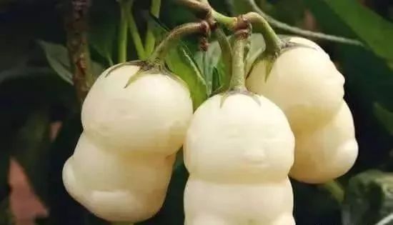 盘点十大新疆的特产,疆藏特产