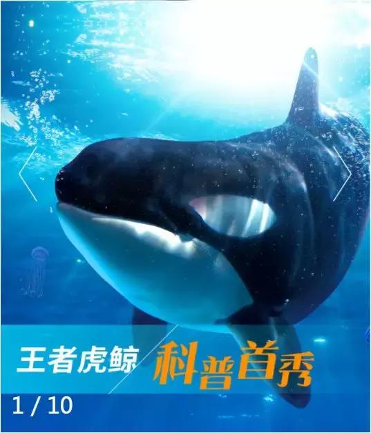 海洋馆的海洋动物表演,小孩子看的海洋动物视频