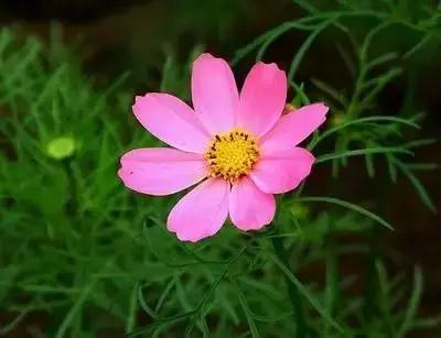 100种花的英文和花语是什么,100种花的花语以及送花礼仪分享