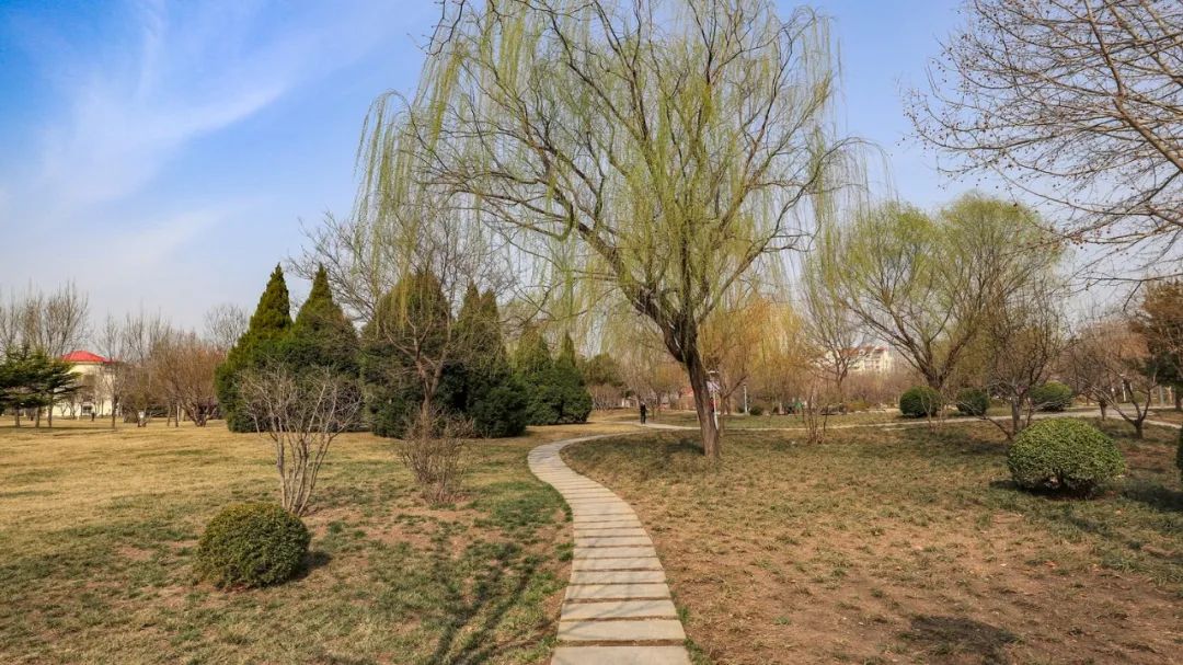 天津春暖花开西沽公园,天津开放的湿地生态公园