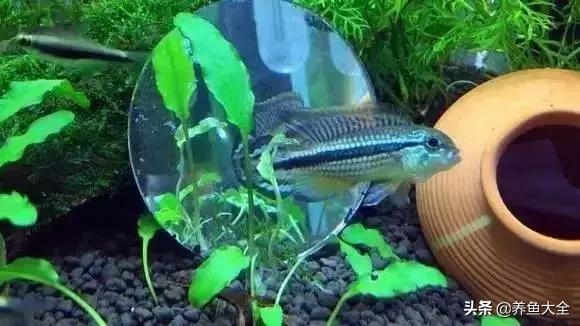 养鱼大神都养什么鱼,鱼缸养鱼都有哪些鱼