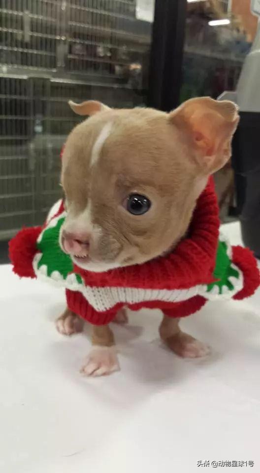 唇腭裂的小狗,唇裂小狗修复了可以养活吗