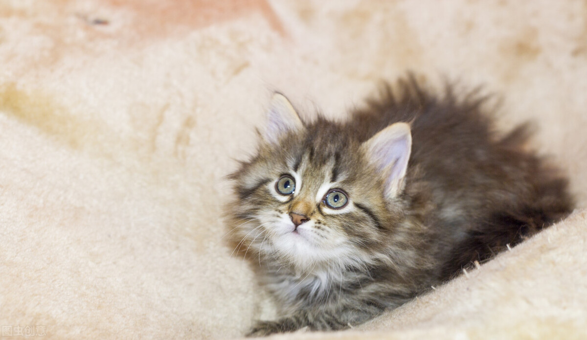 猫尿血尿频吃什么药,猫膀胱结石尿血怎么治疗