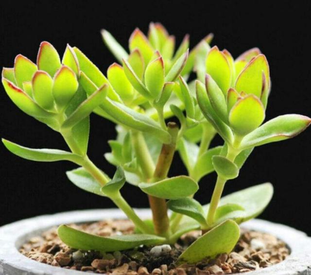 多肉火祭和天狗之舞区别,天狗之舞多肉夏天的样子