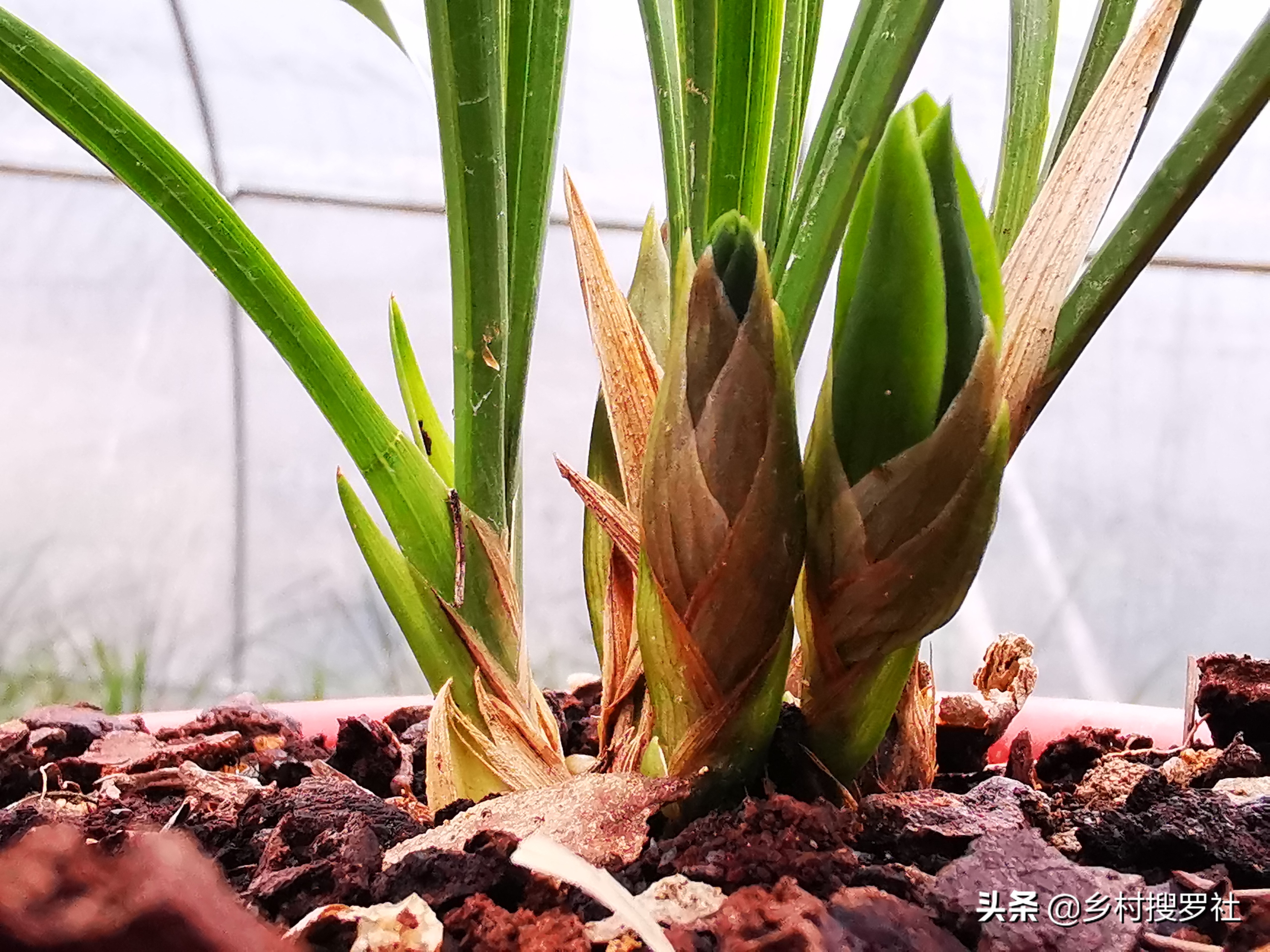 已有花苞的兰花怎么管理好,兰花的花苞怎么才能长的茂盛