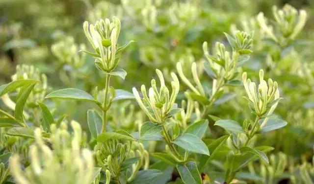 蛋鸡感冒喂什么药最好,产蛋鸡用什么药退烧