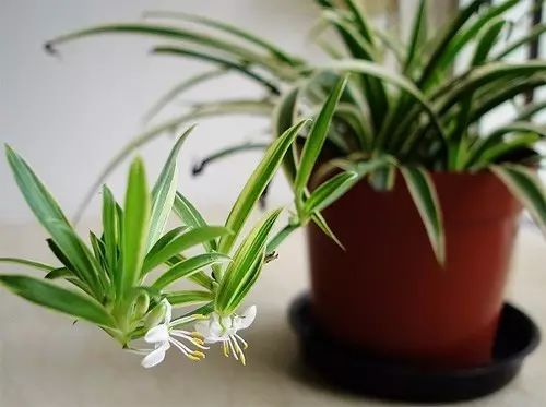 去除厨房油烟植物,家庭除油烟异味好方法