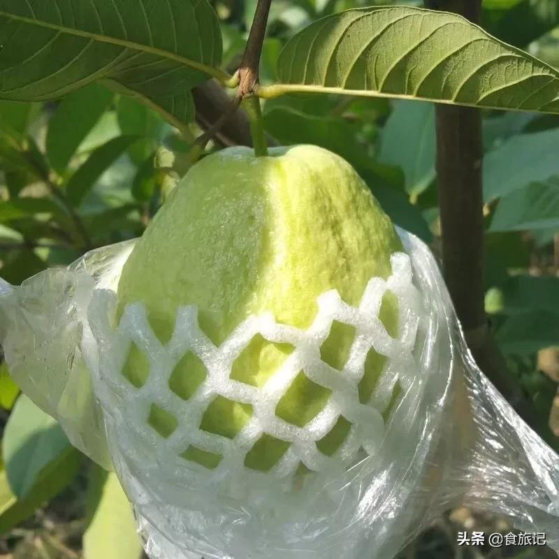 软糯香甜广西现摘红心芭乐,又脆又甜不带色的红心芭乐好吃