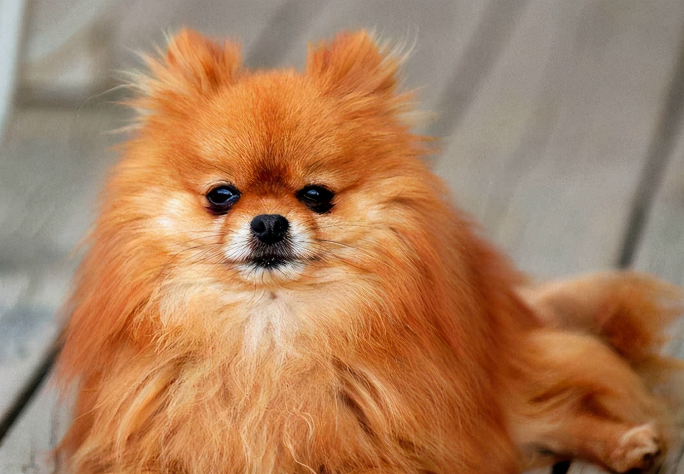 博美犬的训练方法和技巧,博美犬怎么训练视频大全