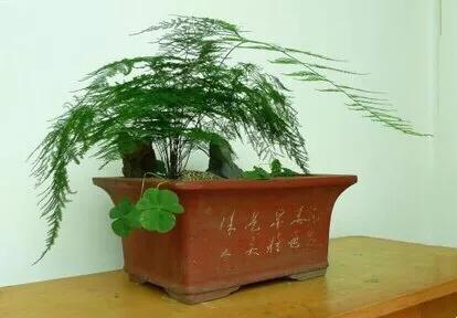 文竹文竹,文竹青翠欲滴