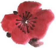 零基础梅花花朵入门画法,零基础学国画梅花入门步骤