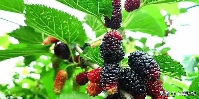 十堰市坐公交车最新要求,今天十堰公交202出行情况